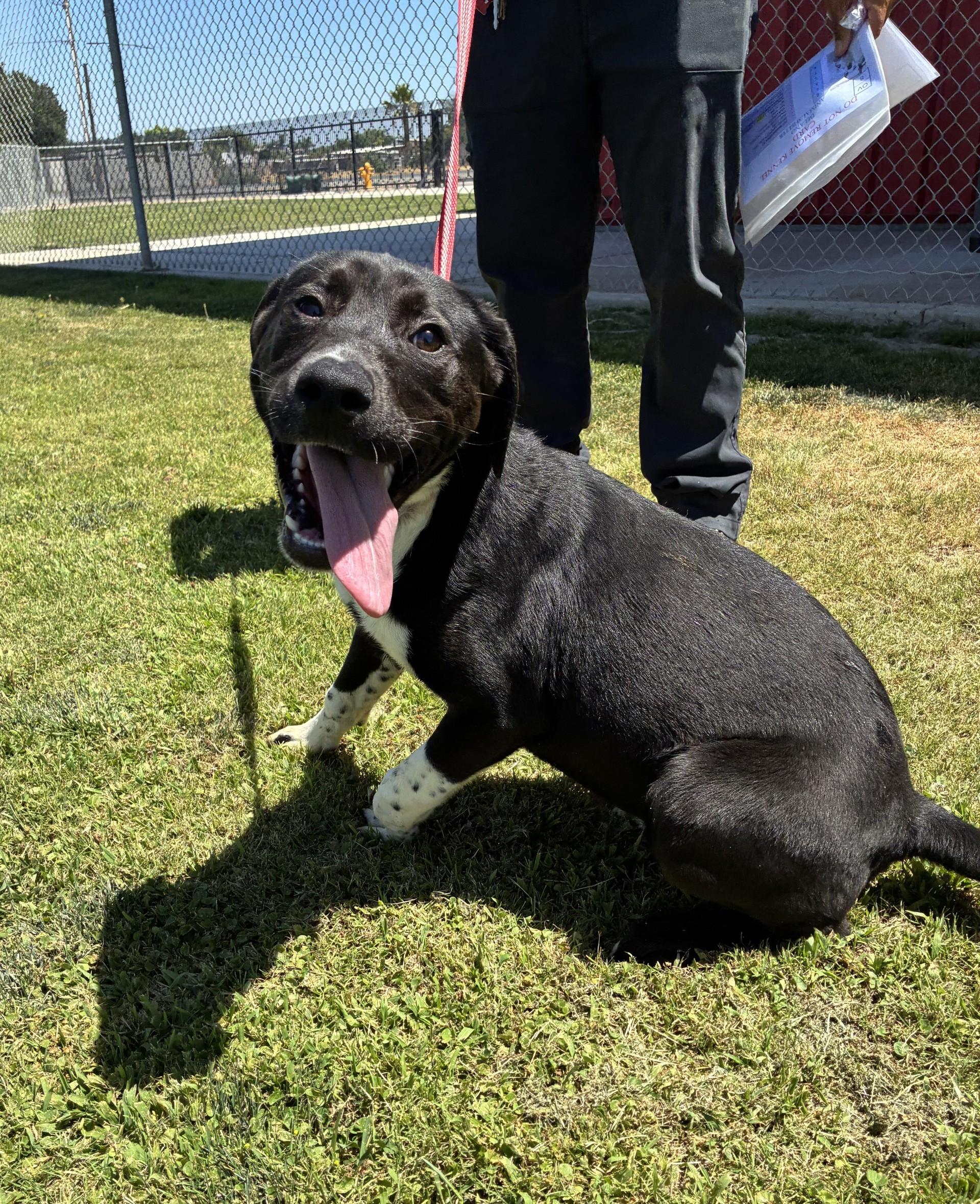 Enlarge Ivy, an adopted mixed breed in Delano, CA image 2/3