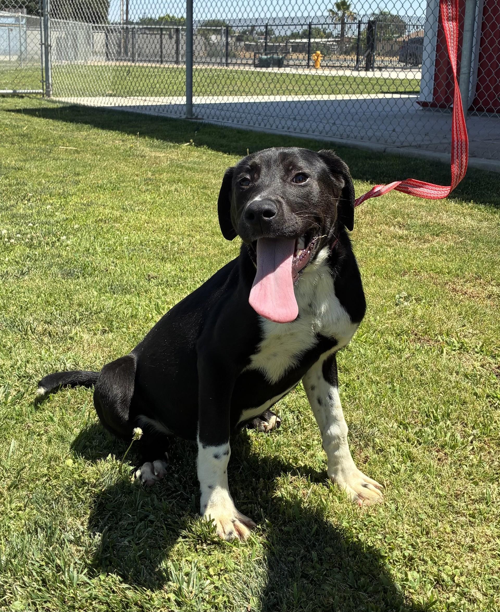 Enlarge Ivy, an adopted mixed breed in Delano, CA image 1/3