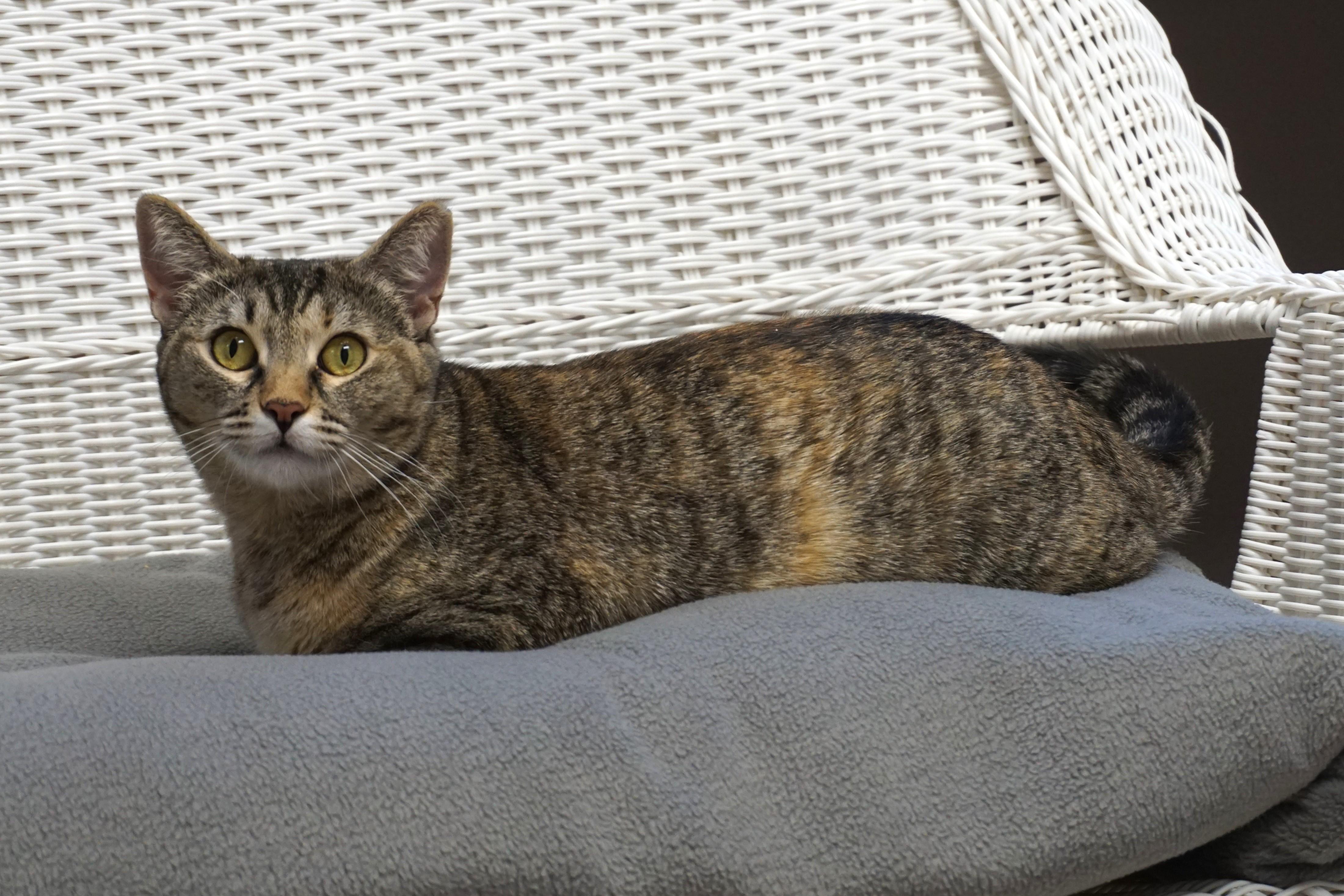 Clementine Mae photo 4