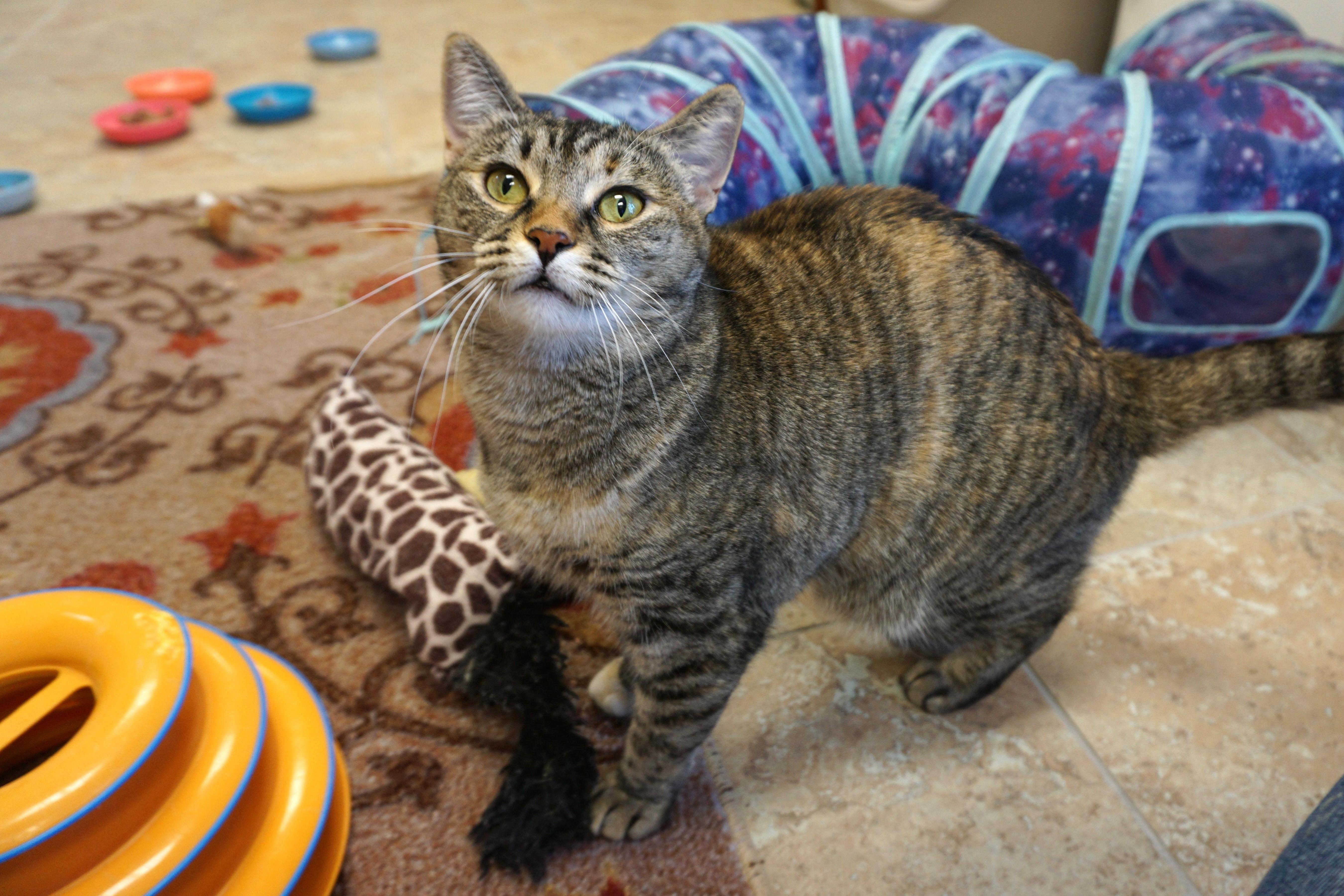 Clementine Mae, Adult Female Domestic Short Hair
