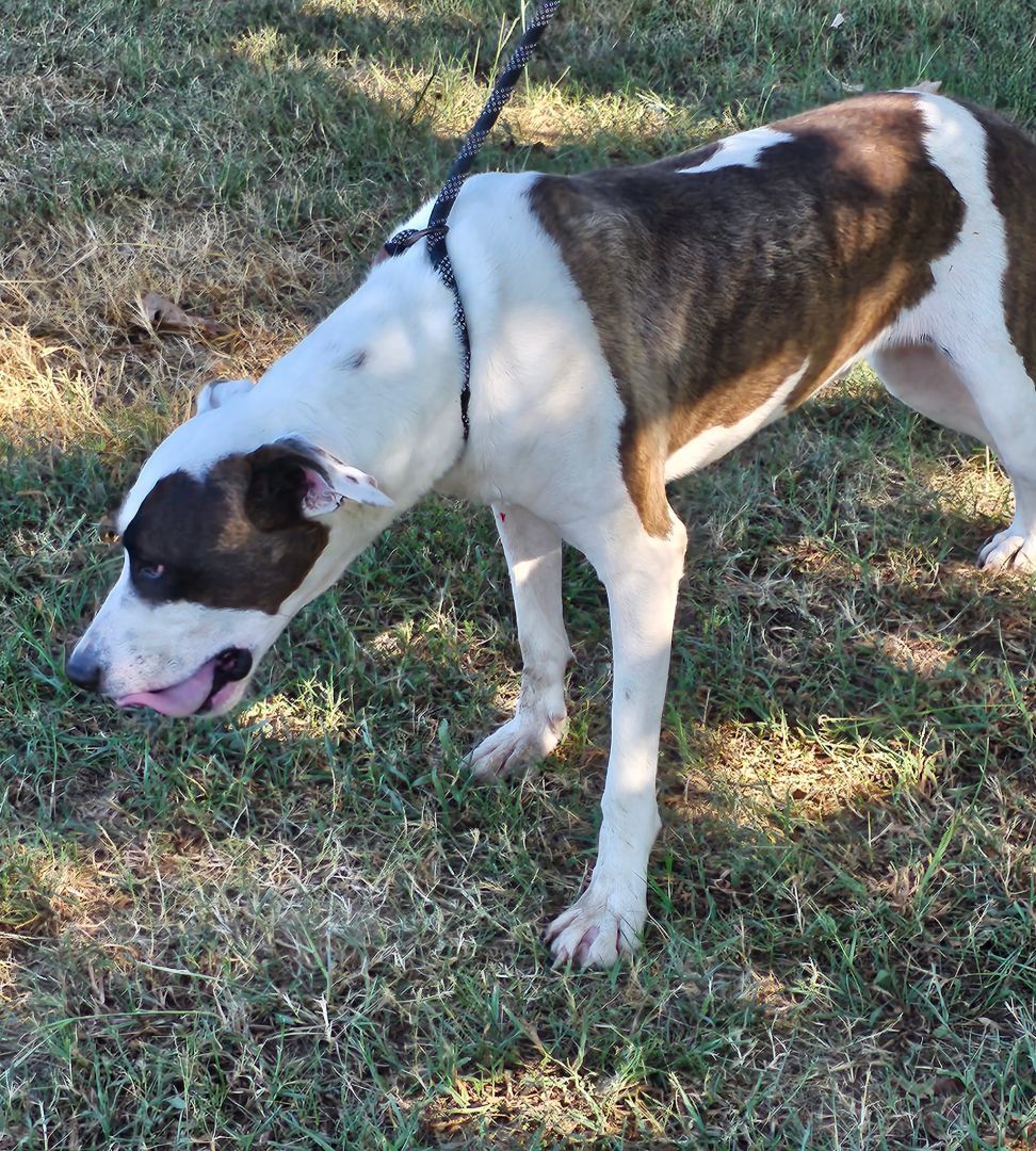 Floki, Adult Male American Staffordshire Terrier