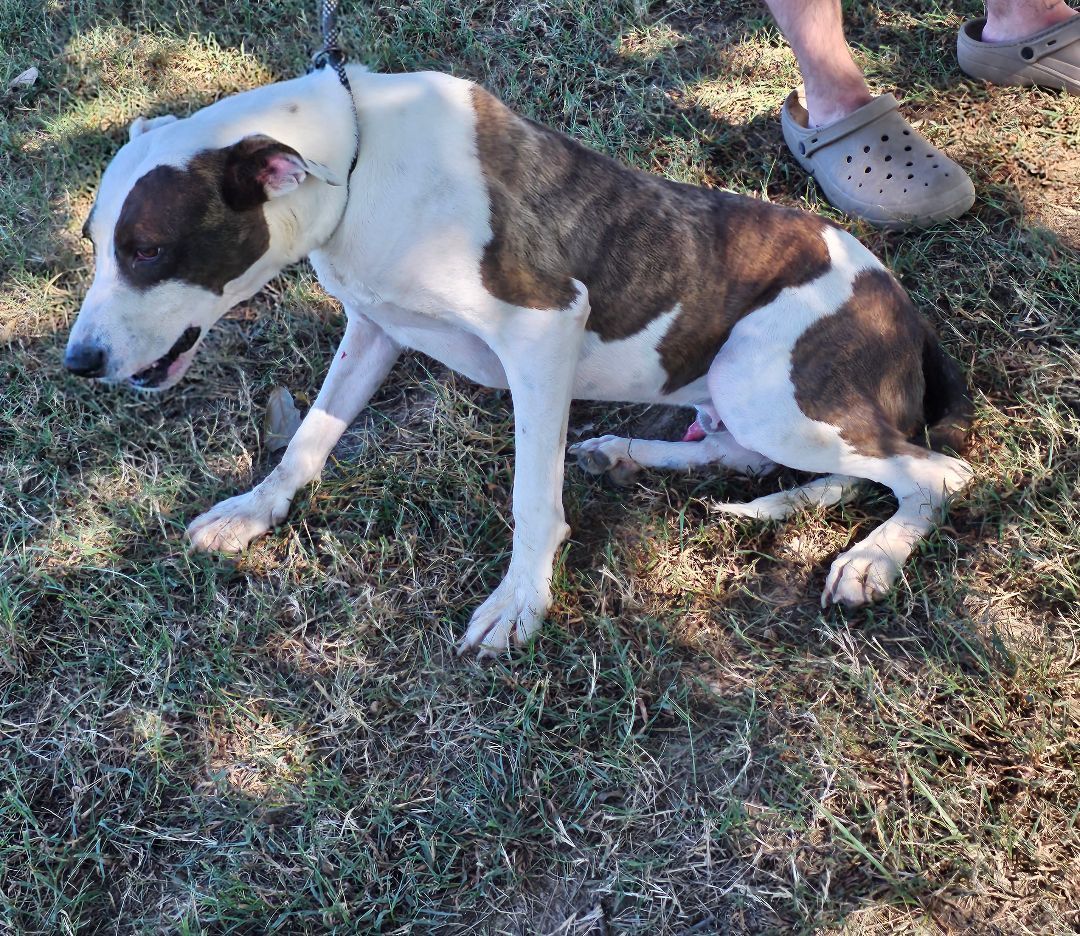 Floki, a Adoptable mixed breed in Manchester, CT image 2/4