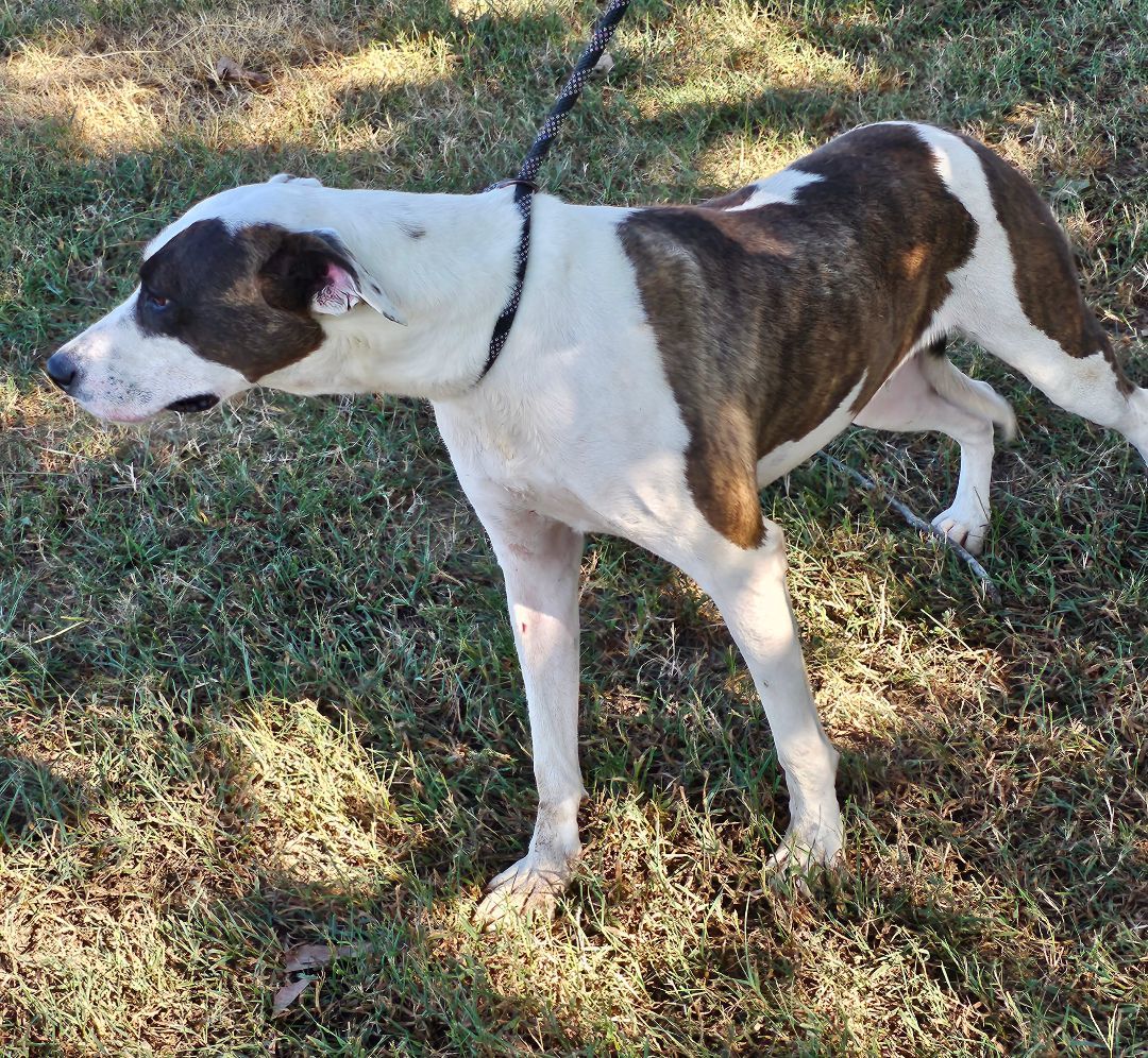 Floki, a Adoptable mixed breed in Manchester, CT image 4/4