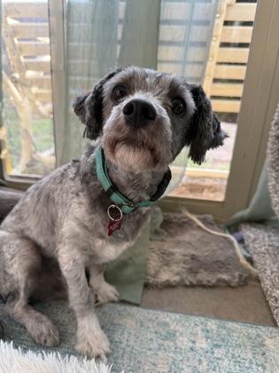 Lil Smokey 48724, Adult Male Mixed Breed