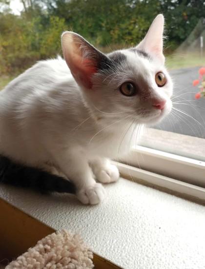 Bug, Adoptable, Kitten Male Domestic Short Hair.