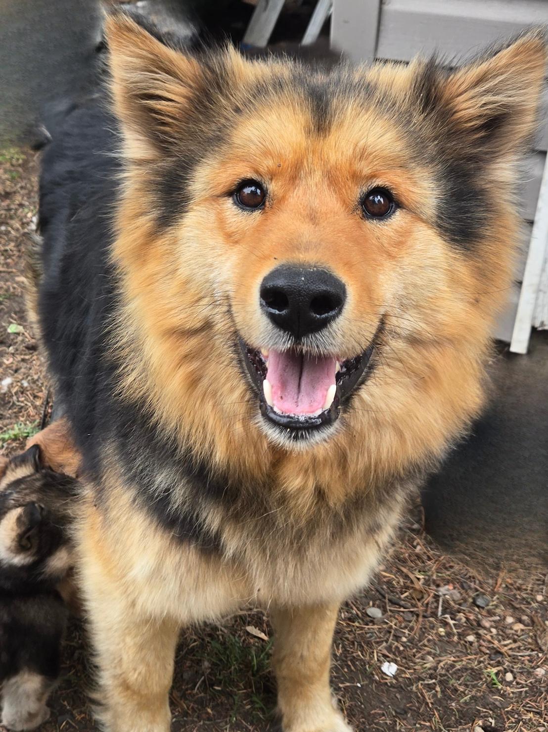 Willow, adopted, Adult Female Shepherd & Husky.
