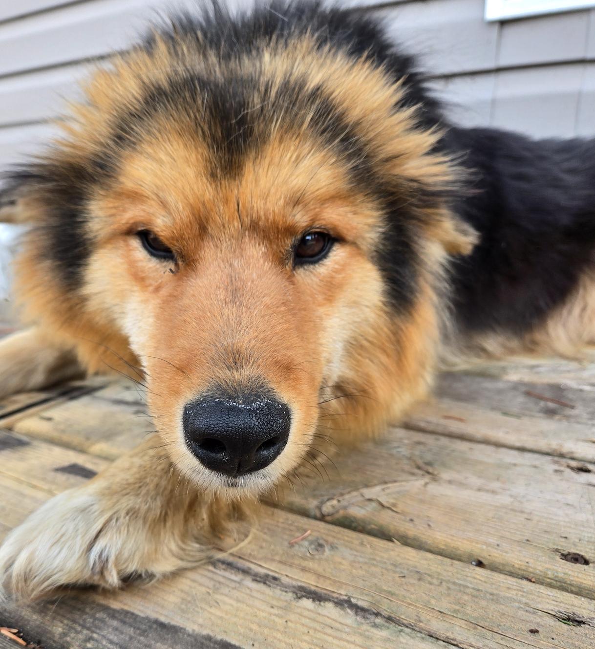 Enlarge Willow, an adopted mixed breed in Calgary, AB image 2/3