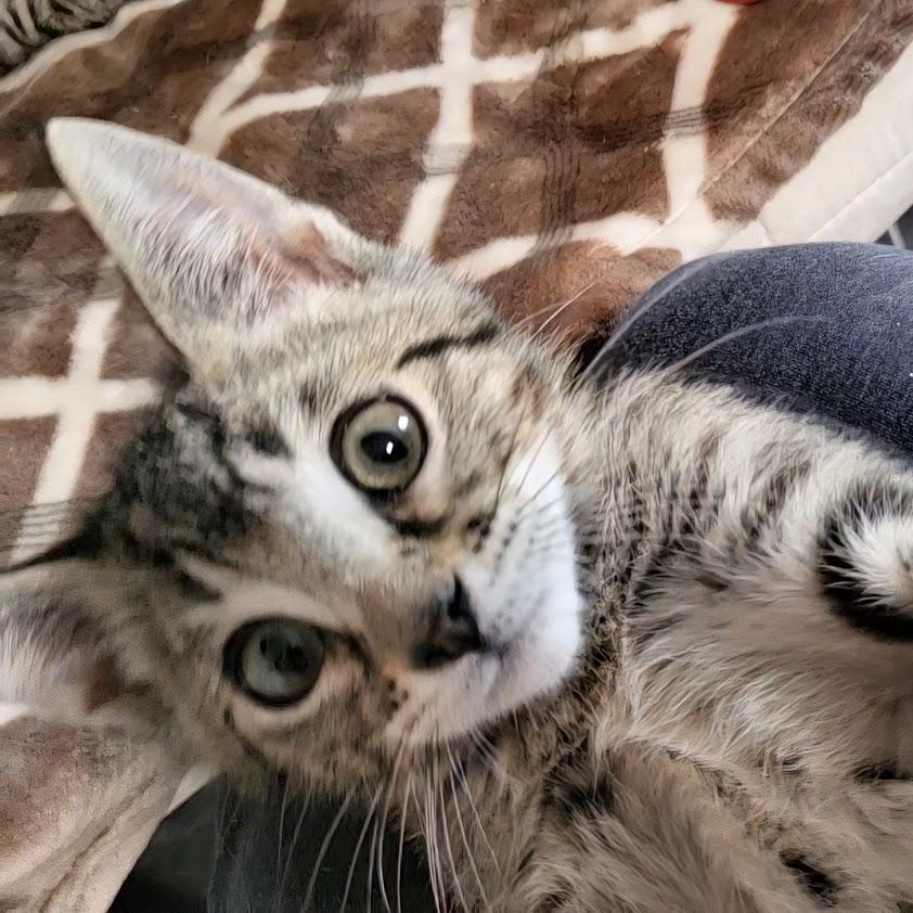 Enlarge Vito, a Adoptable Domestic Short Hair in Minneapolis, MN image 2/6