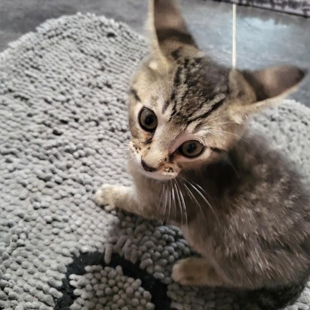 Enlarge Vito, a Adoptable Domestic Short Hair in Minneapolis, MN image 5/6