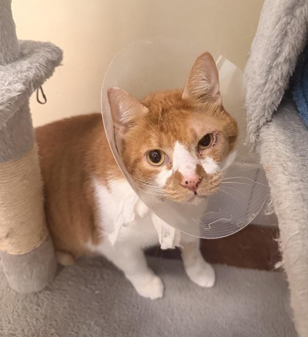 Sylvester, Adoptable, Adult Male Domestic Short Hair.