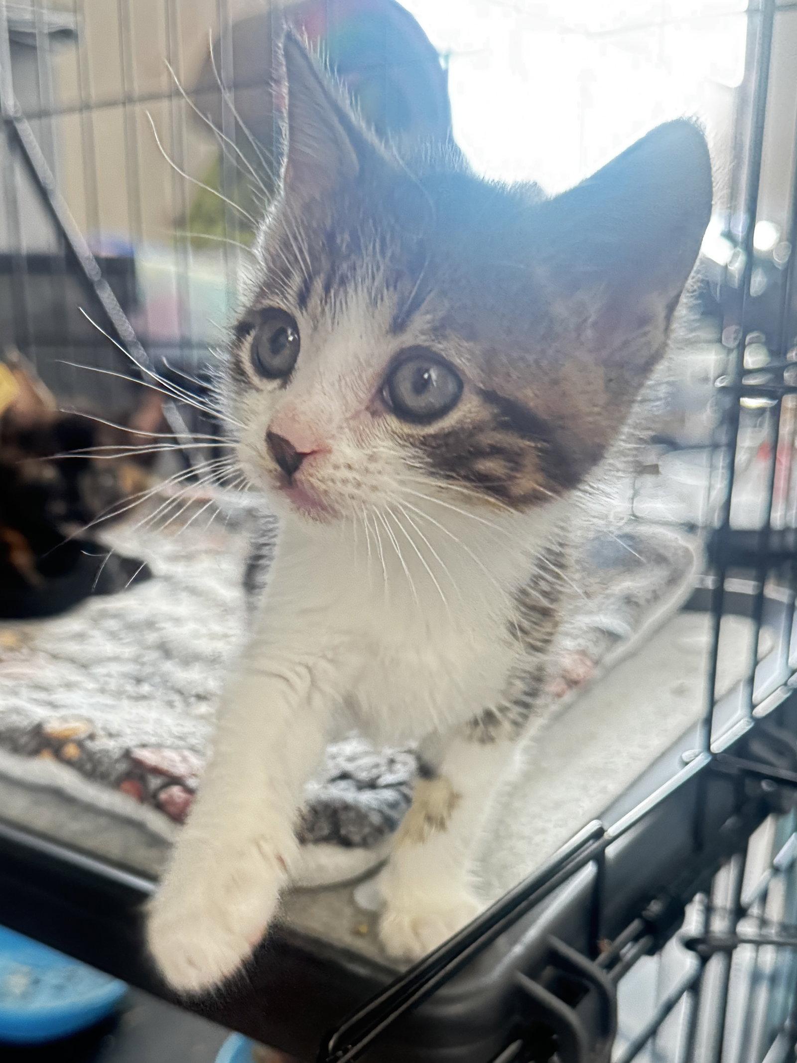 Tango, Adopted, Kitten Male Domestic Short Hair.