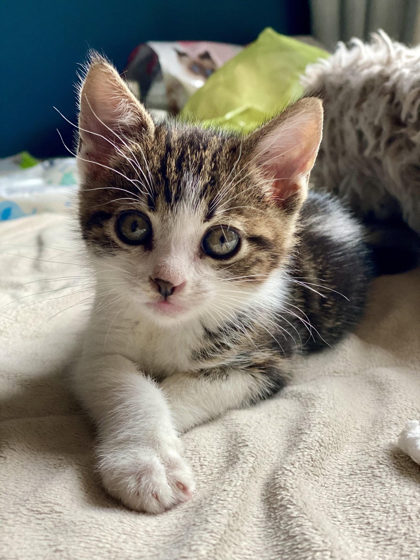 Enlarge Tango, a Adopted Domestic Short Hair in Seal Beach, CA image 2/2