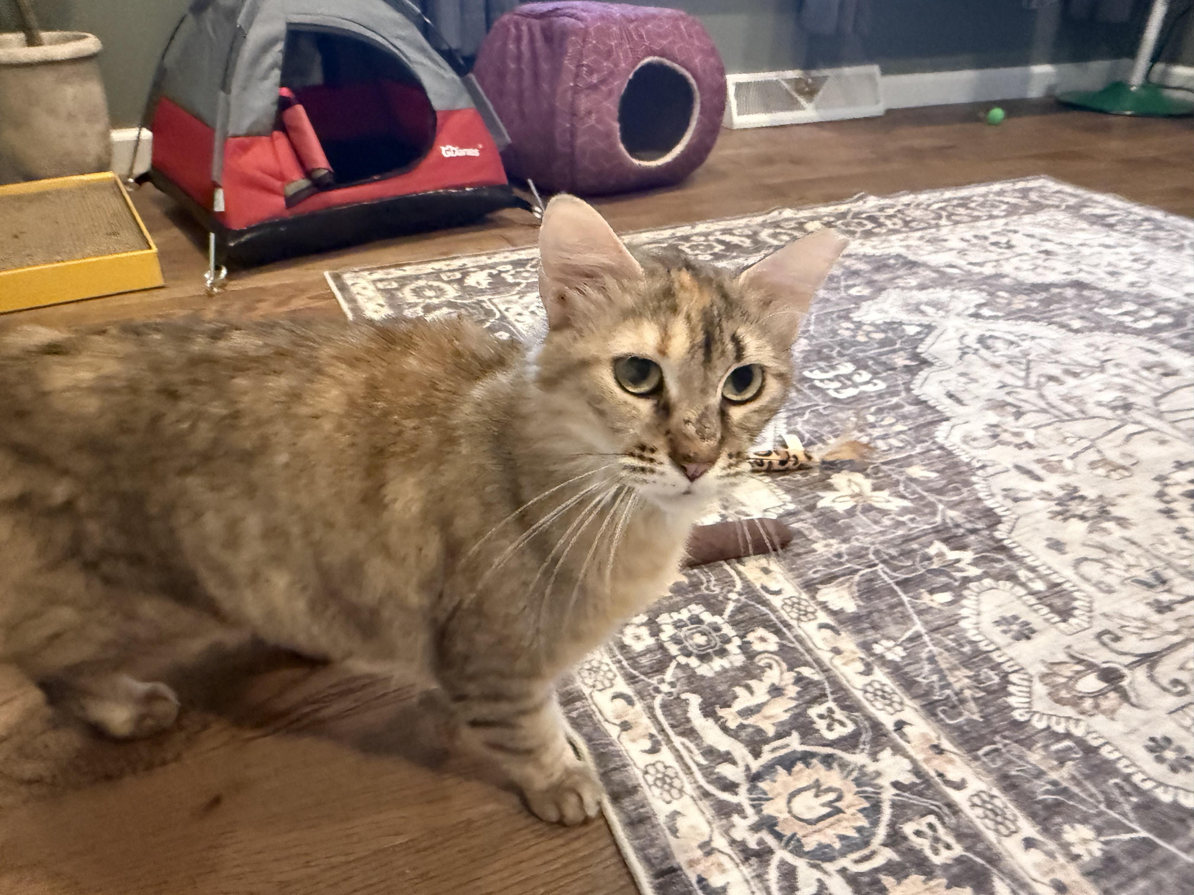 Iris, a ADOPTABLE Domestic Medium Hair in Galloway, NJ image 1/4