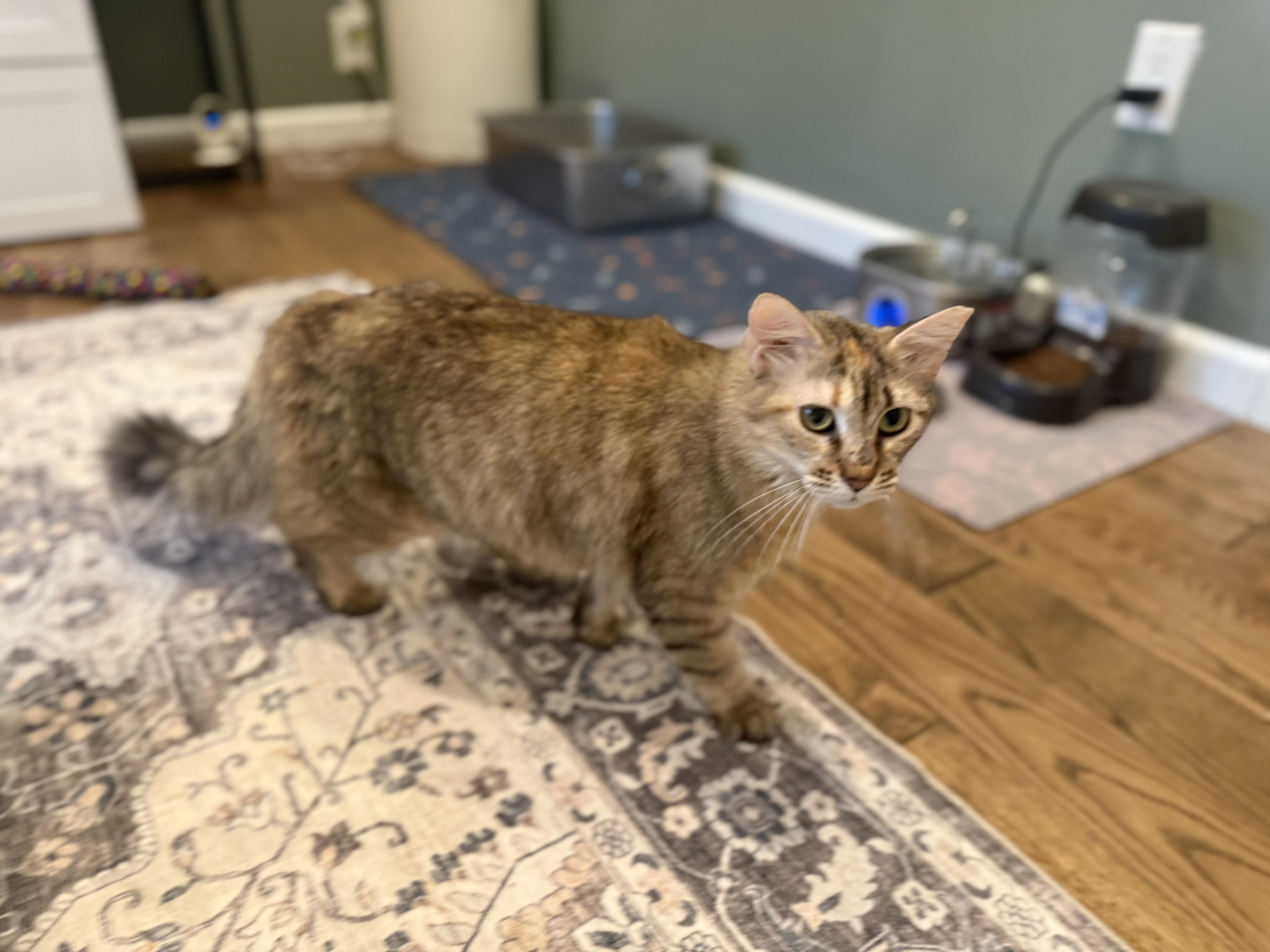 Iris, a ADOPTABLE Domestic Medium Hair in Galloway, NJ image 2/4