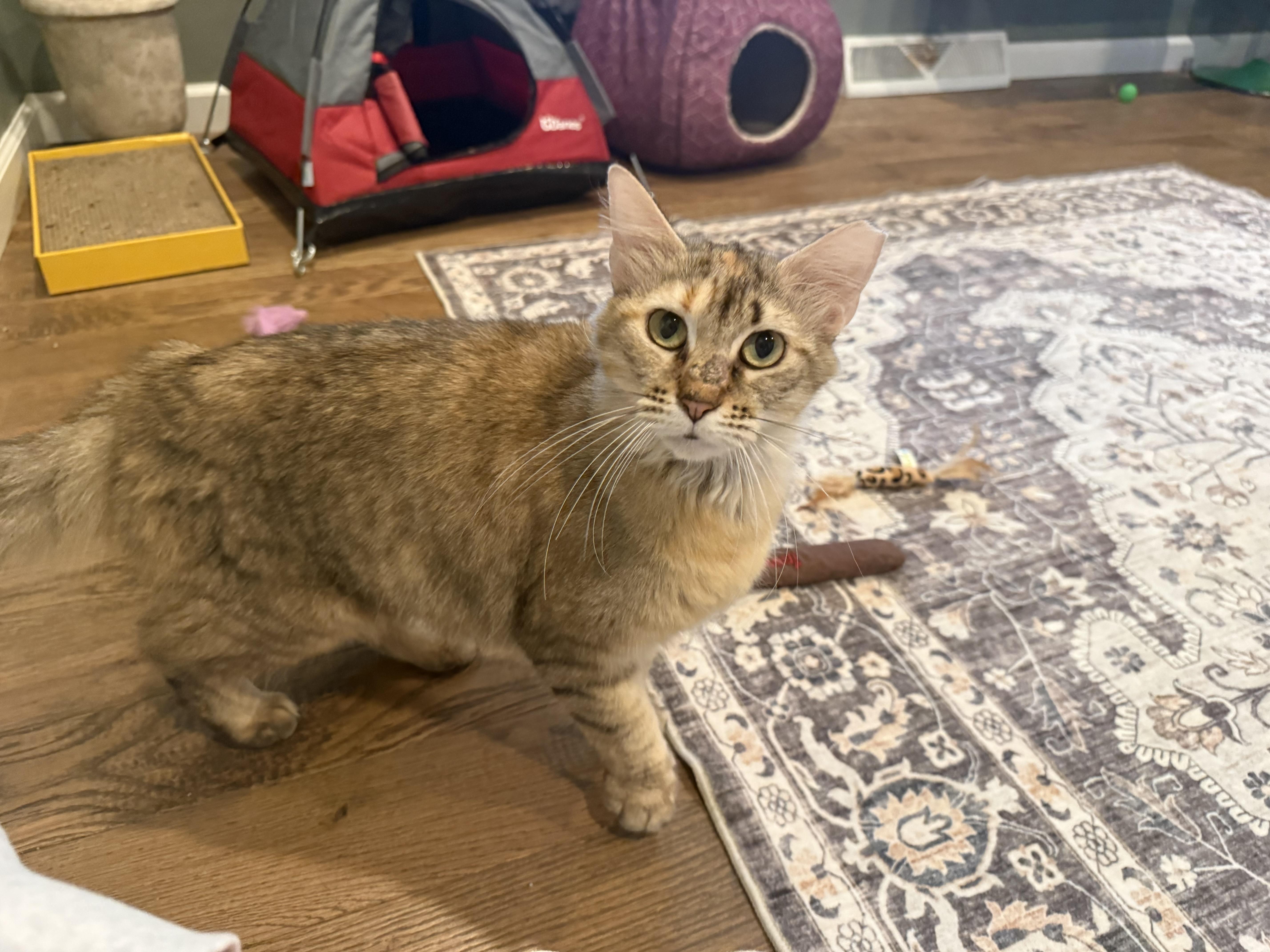 Iris, a ADOPTABLE Domestic Medium Hair in Galloway, NJ image 3/4