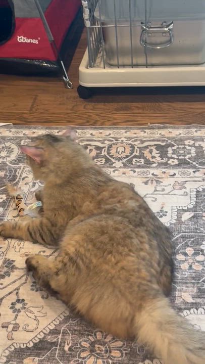Enlarge Iris, a ADOPTABLE Domestic Medium Hair in Galloway, NJ video 4/4