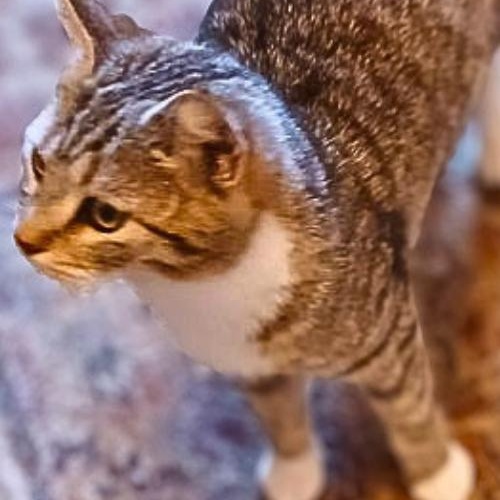 Enlarge CoCo, a Adopted Domestic Short Hair in Lemoyne, PA image 2/2