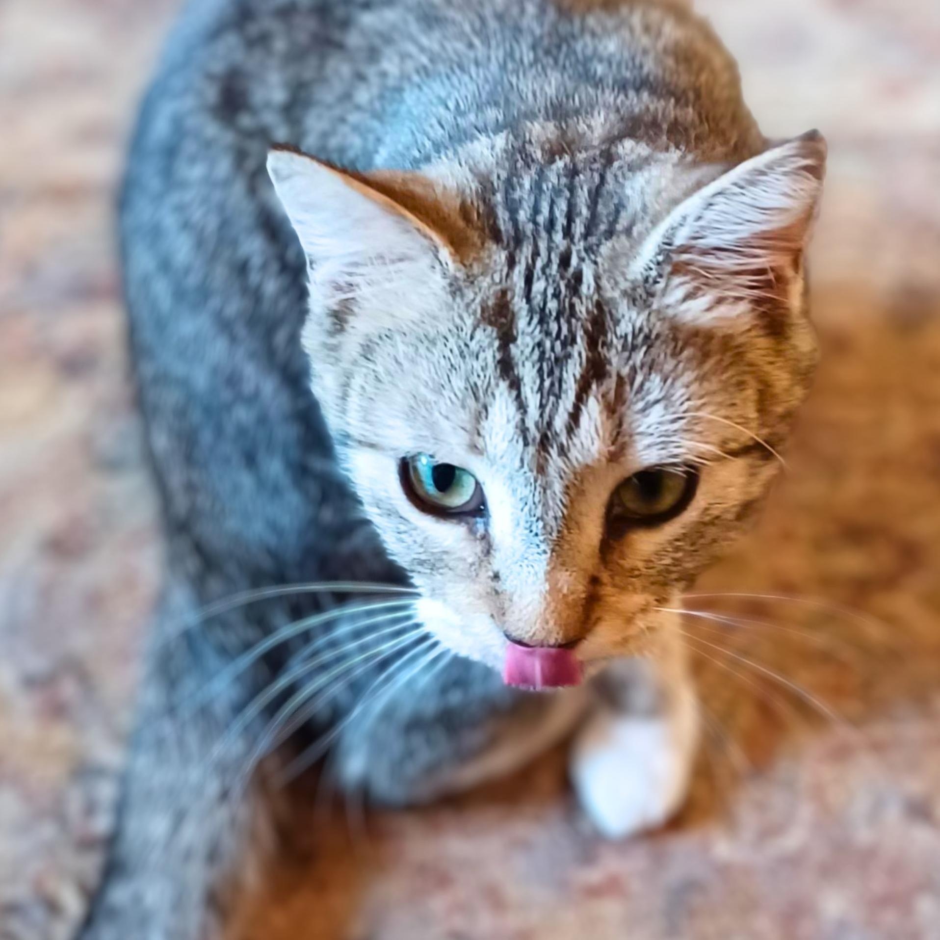 CoCo, Adopted, Kitten Female Domestic Short Hair.