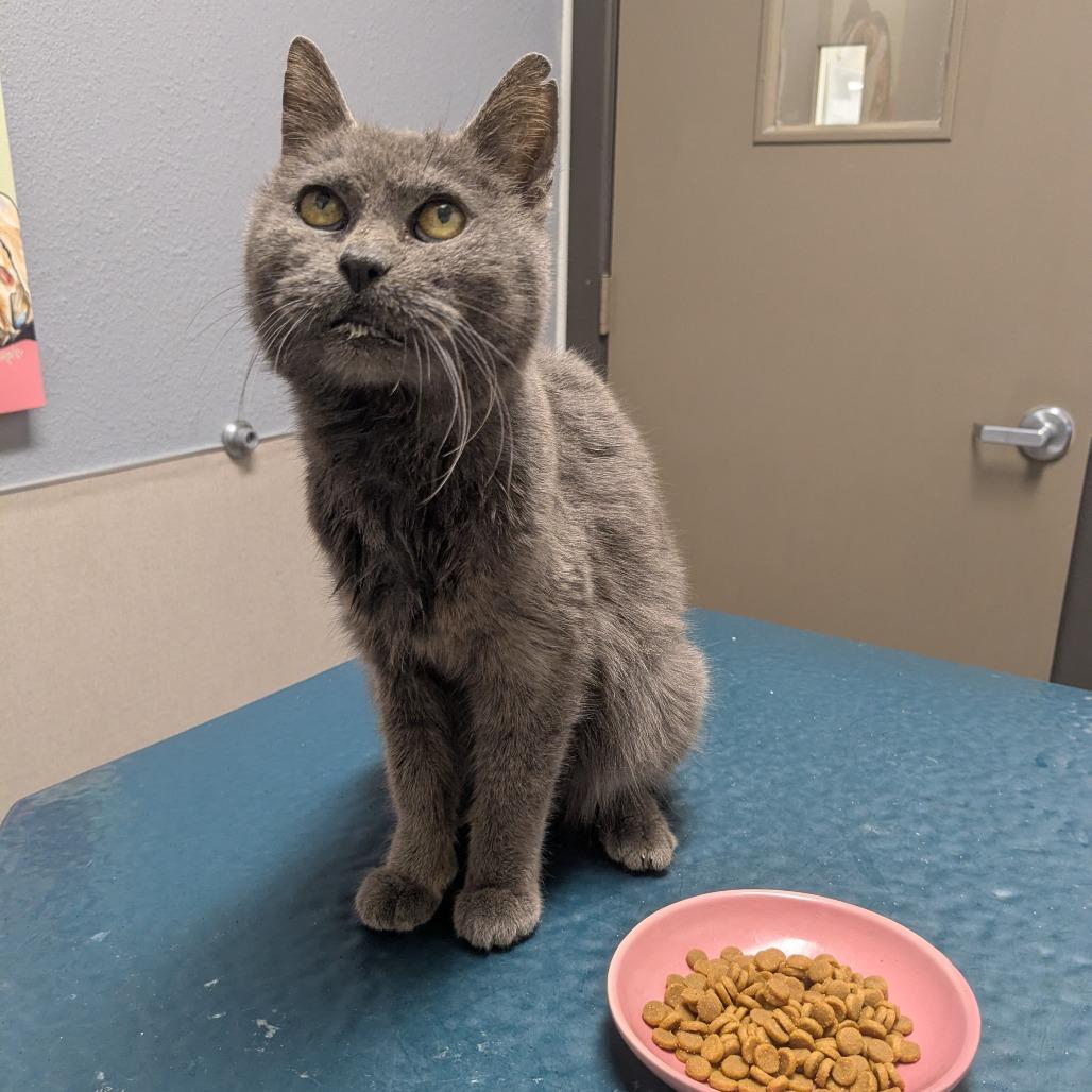 Grandma, Adoptable, Senior Female Domestic Short Hair & Domestic Short Hair.