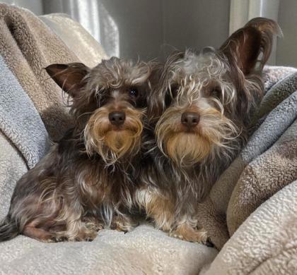 Oliver, Adoptable, Adult Male Yorkshire Terrier & Mixed Breed.