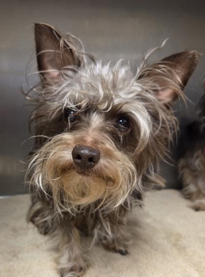 Oliver, a Adoptable mixed breed in Malvern, PA image 2/2