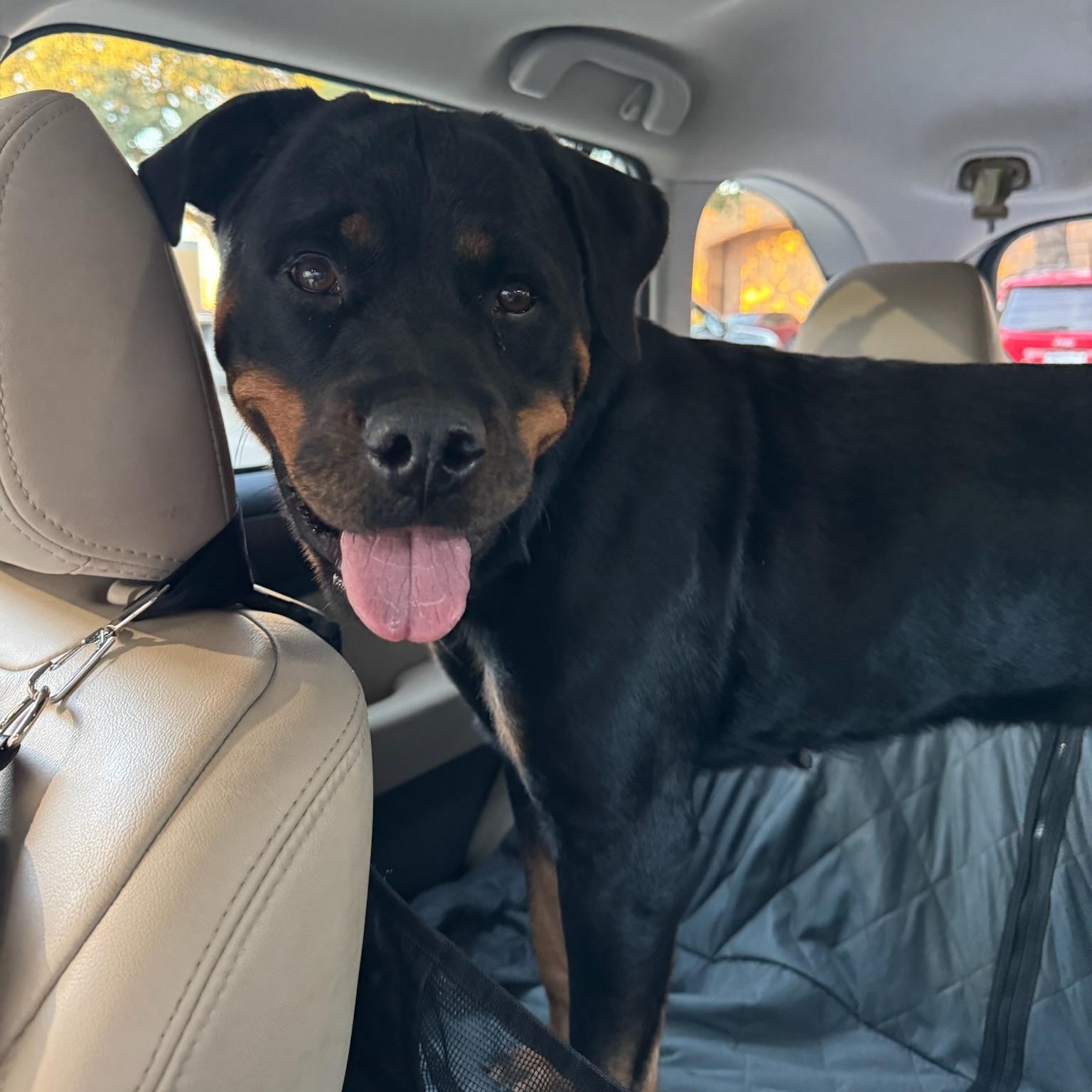 Enlarge Ziva, a Adopted Rottweiler in Rocky Hill, CT image 6/6