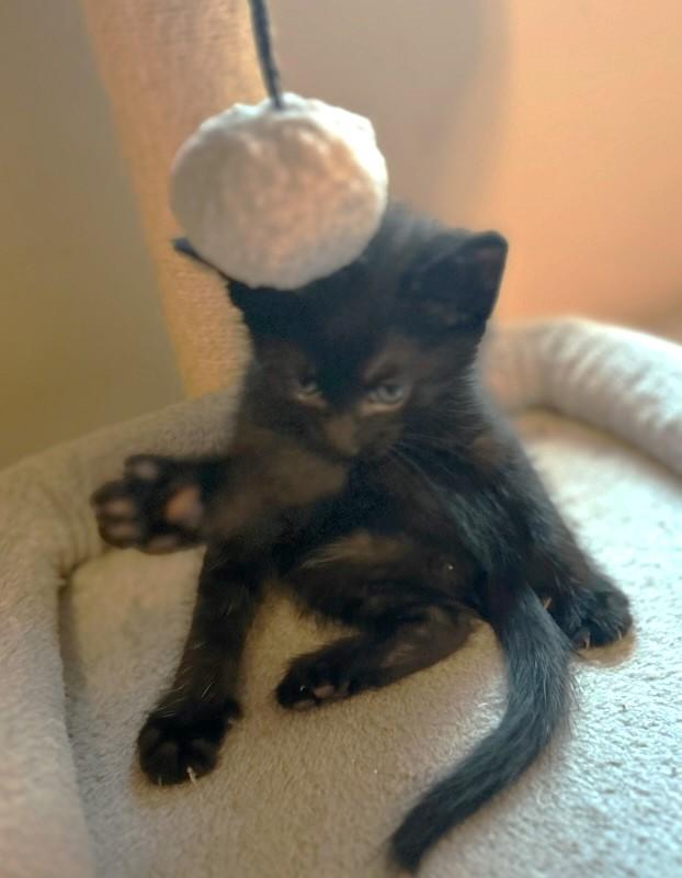 Crafty, an adoptable Domestic Short Hair in Rossville, TN, 38066 | Photo Image 2