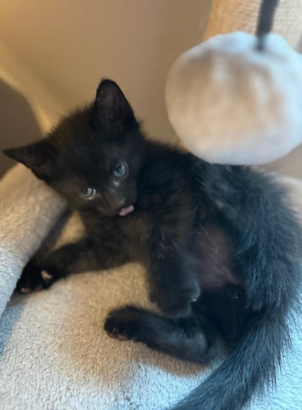 Crafty, an adoptable Domestic Short Hair in Rossville, TN, 38066 | Photo Image 3