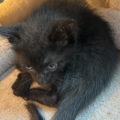Crafty, an adoptable Domestic Short Hair in Rossville, TN, 38066 | Photo Image 5
