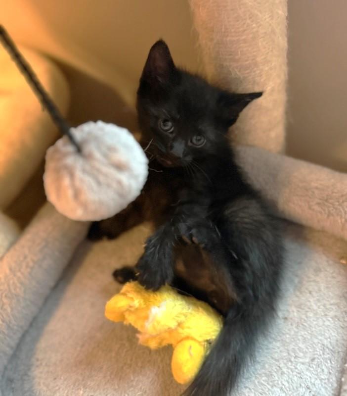 Crafty, an adoptable Domestic Short Hair in Rossville, TN, 38066 | Photo Image 6