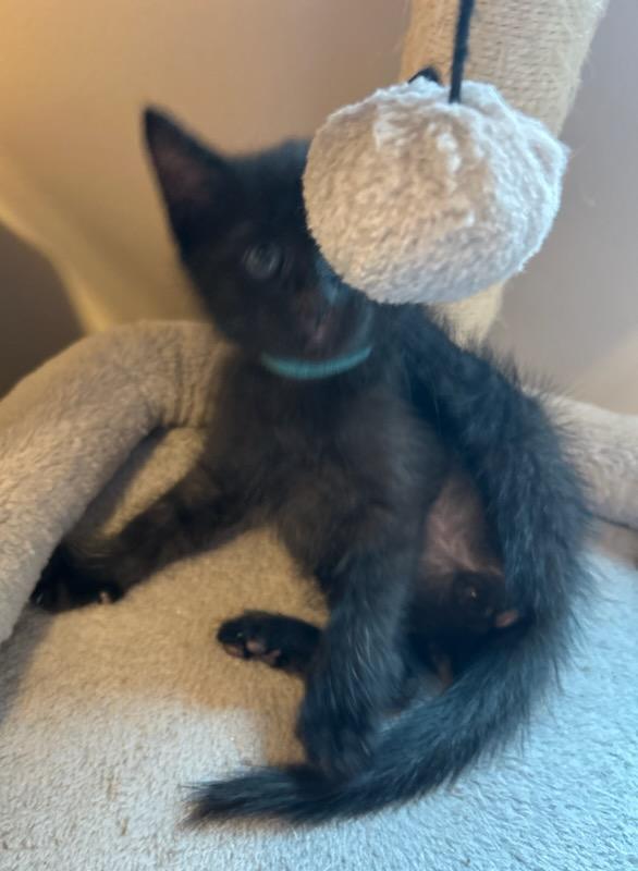 Crafty, an adoptable Domestic Short Hair in Rossville, TN, 38066 | Photo Image 4