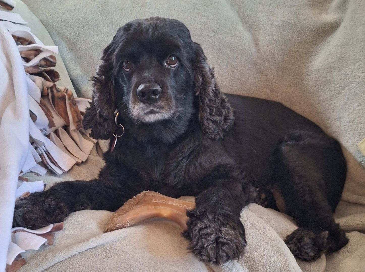 Dog for adoption Plum Pudding, a Cocker Spaniel in Austin, TX Petfinder