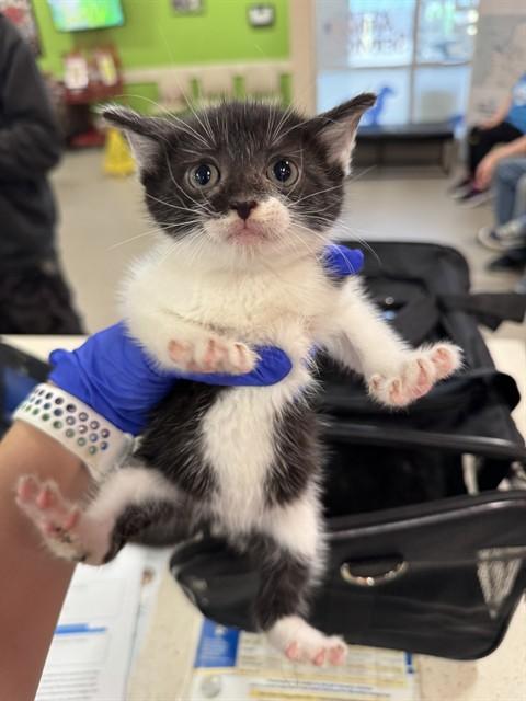 KIKI, Adoptable, Kitten Female Domestic Short Hair.