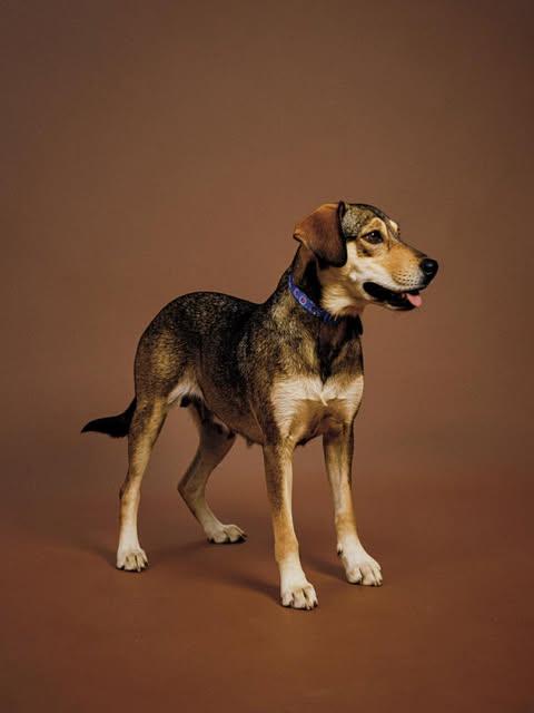 Enlarge Solana, a Adoptable mixed breed in North Babylon, NY image 1/6