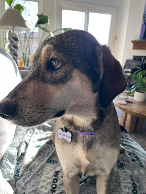Enlarge Solana, a Adoptable mixed breed in North Babylon, NY image 3/6