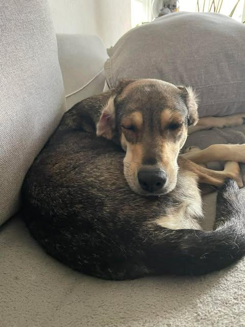 Enlarge Solana, a Adoptable mixed breed in North Babylon, NY image 2/6