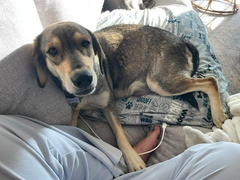 Enlarge Solana, a Adoptable mixed breed in North Babylon, NY image 5/6