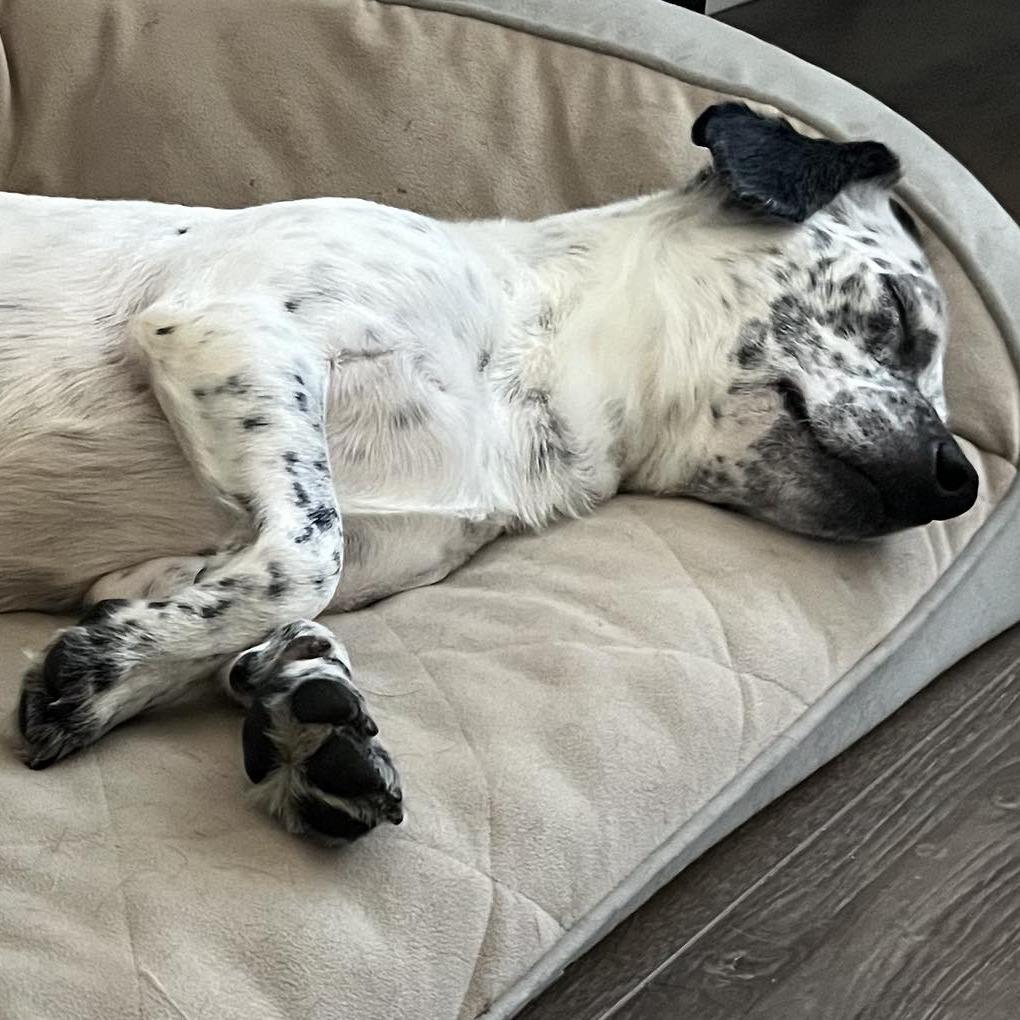 Enlarge Niva, a Adoptable mixed breed in Raleigh, NC image 1/6