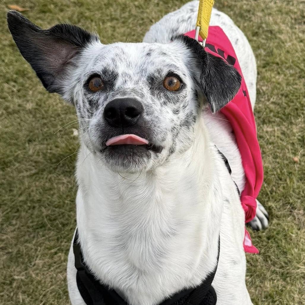 Enlarge Niva, a Adoptable mixed breed in Raleigh, NC image 2/6