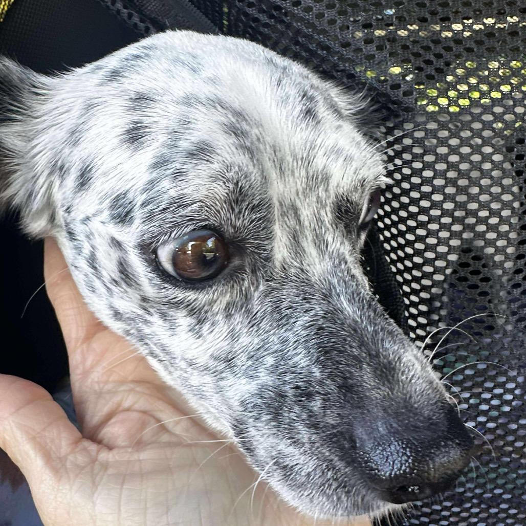 Enlarge Niva, a Adoptable mixed breed in Raleigh, NC image 3/6