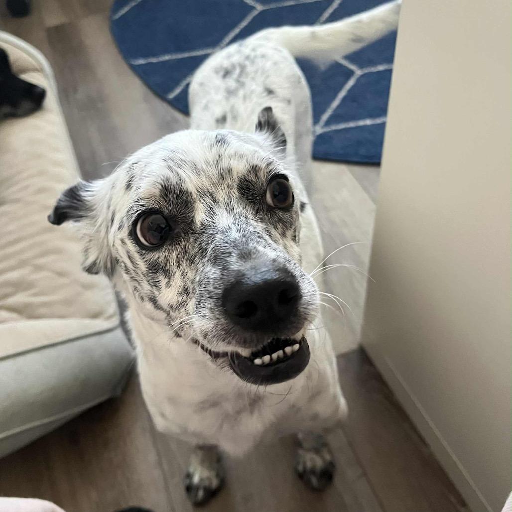 Enlarge Niva, a Adoptable mixed breed in Raleigh, NC image 4/6