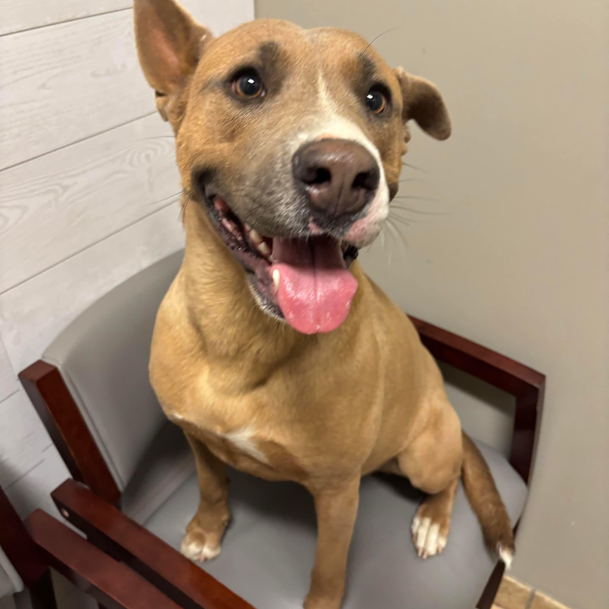 Enlarge Penny, a ADOPTABLE mixed breed in Glenpool, OK image 2/2