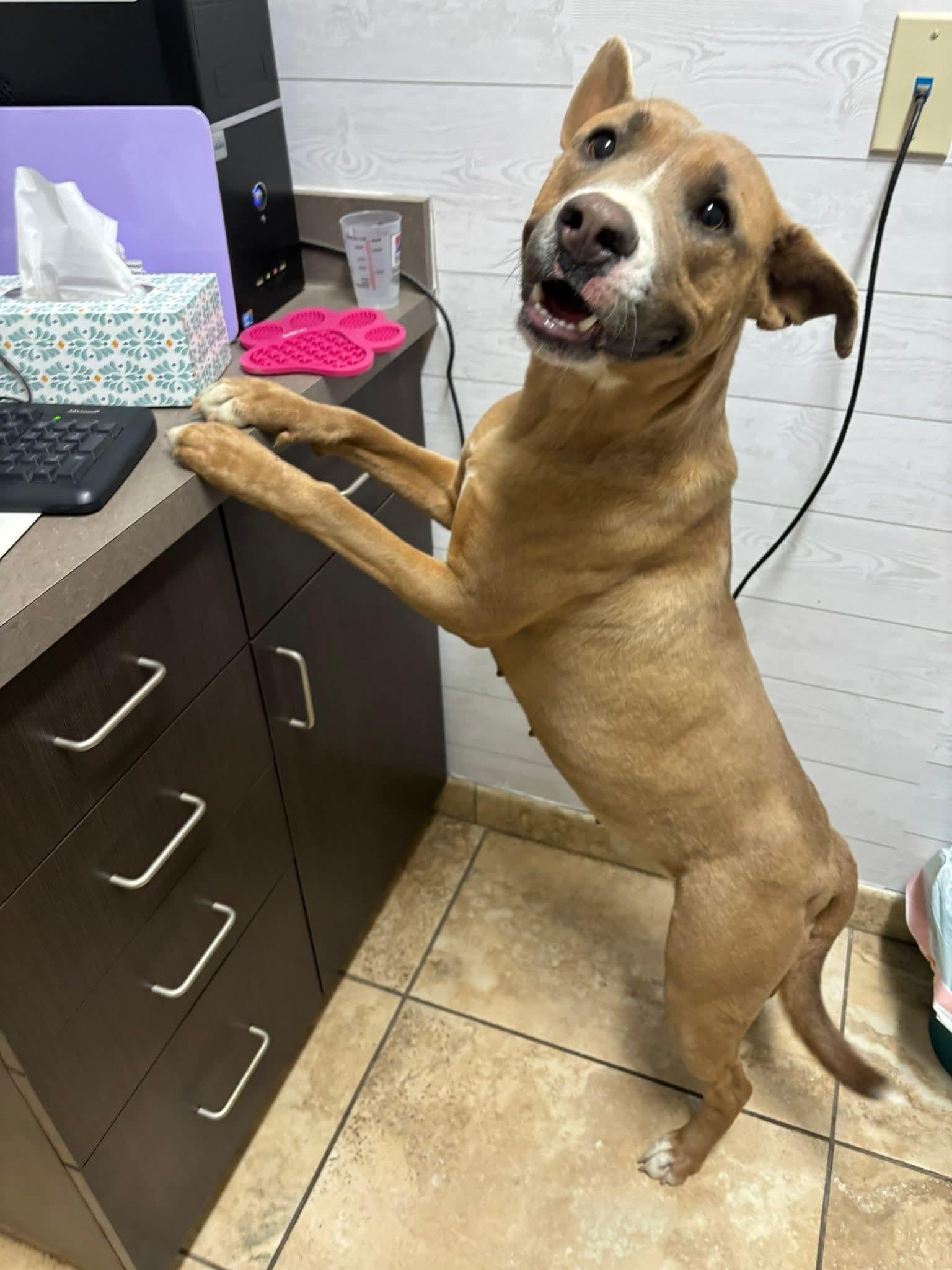 Enlarge Penny, a ADOPTABLE mixed breed in Glenpool, OK image 1/2