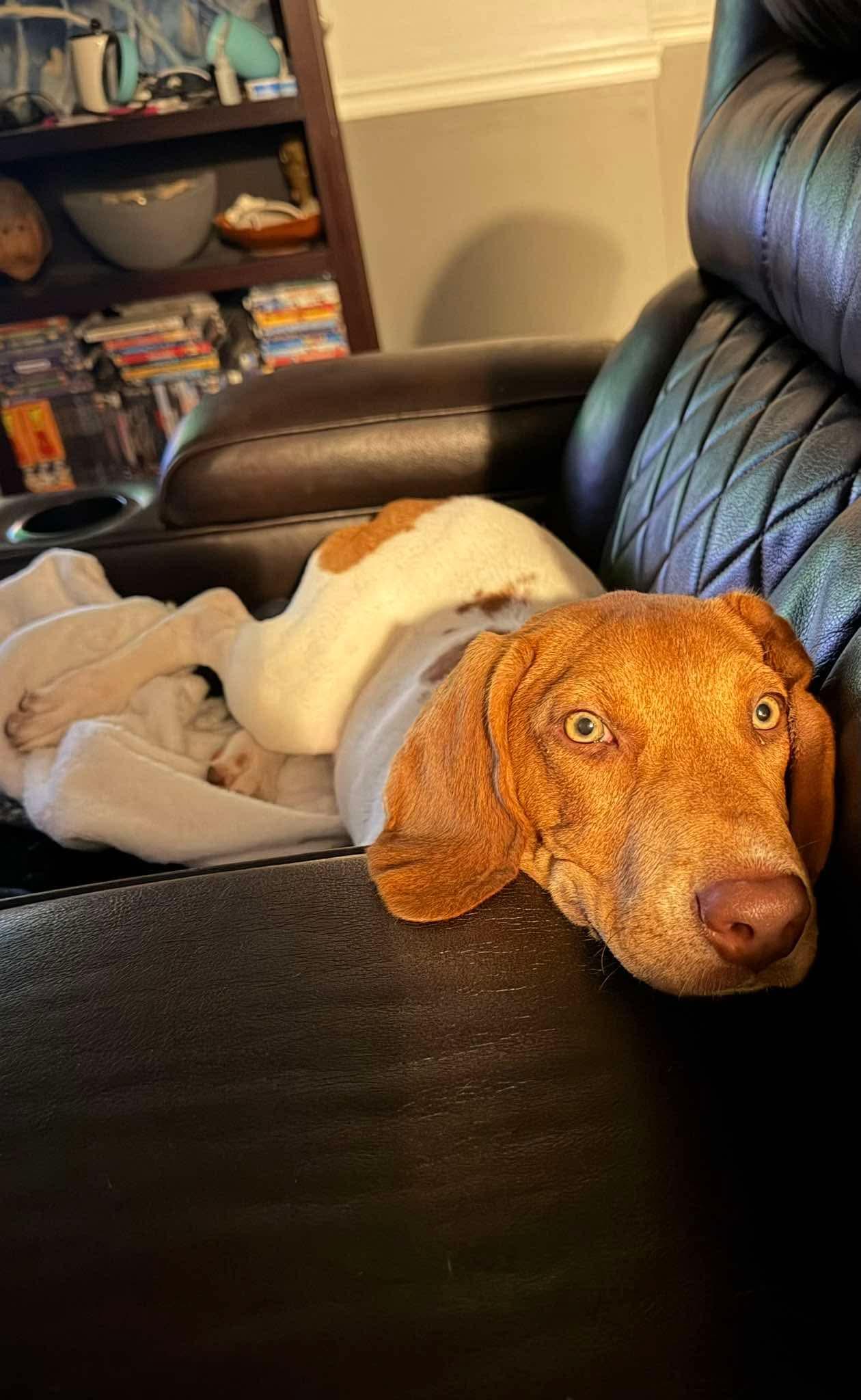 Lady (Brooke-fostered in TN), an adopted mixed breed in Brooklyn, CT image 1/5