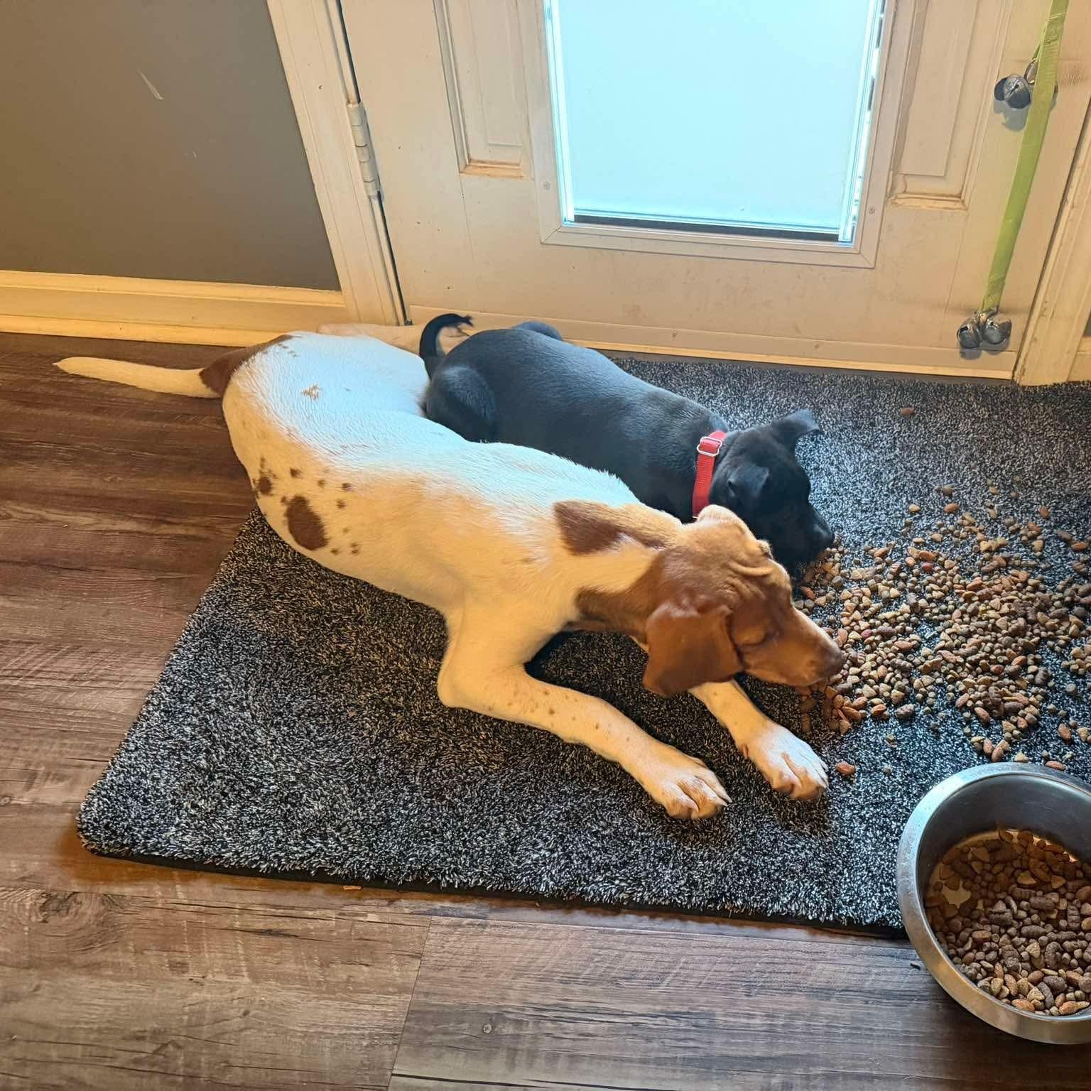 Lady (Brooke-fostered in TN), an adopted mixed breed in Brooklyn, CT image 4/5