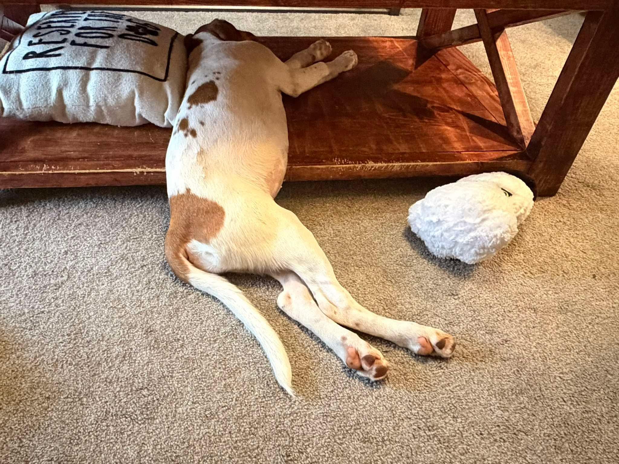 Lady (Brooke-fostered in TN), an adopted mixed breed in Brooklyn, CT image 3/5