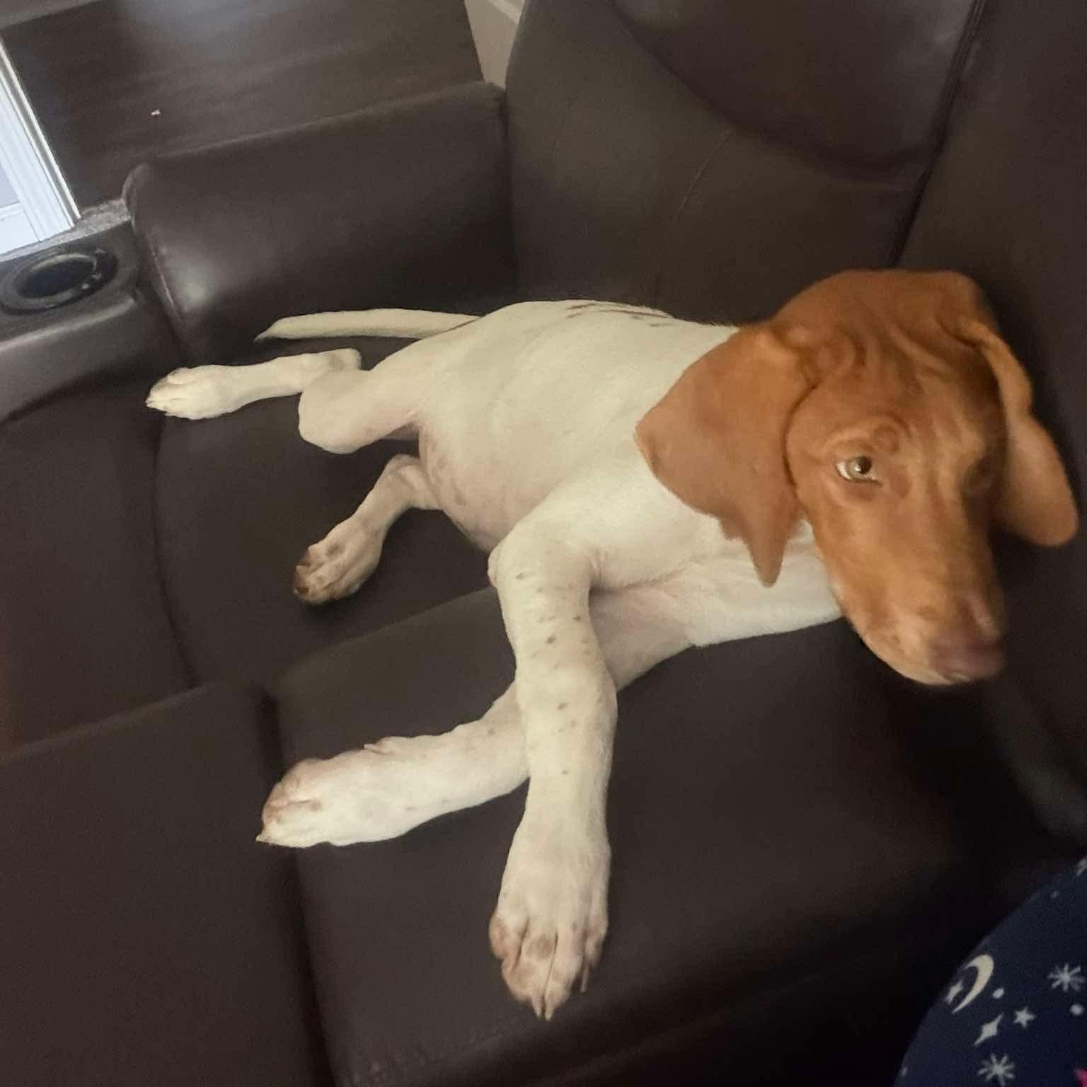 Lady (Brooke-fostered in TN), an adopted mixed breed in Brooklyn, CT image 2/5