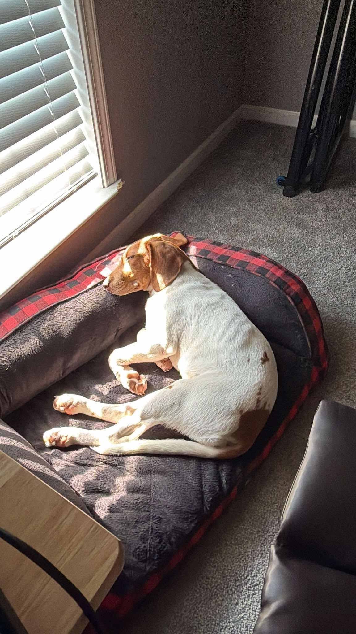 Lady (Brooke-fostered in TN), an adopted mixed breed in Brooklyn, CT image 5/5