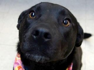 Astro, a Adoptable mixed breed in Anaconda, MT image 3/6