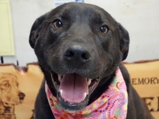 Astro, Adoptable, Young Male Labrador Retriever & Pit Bull Terrier.